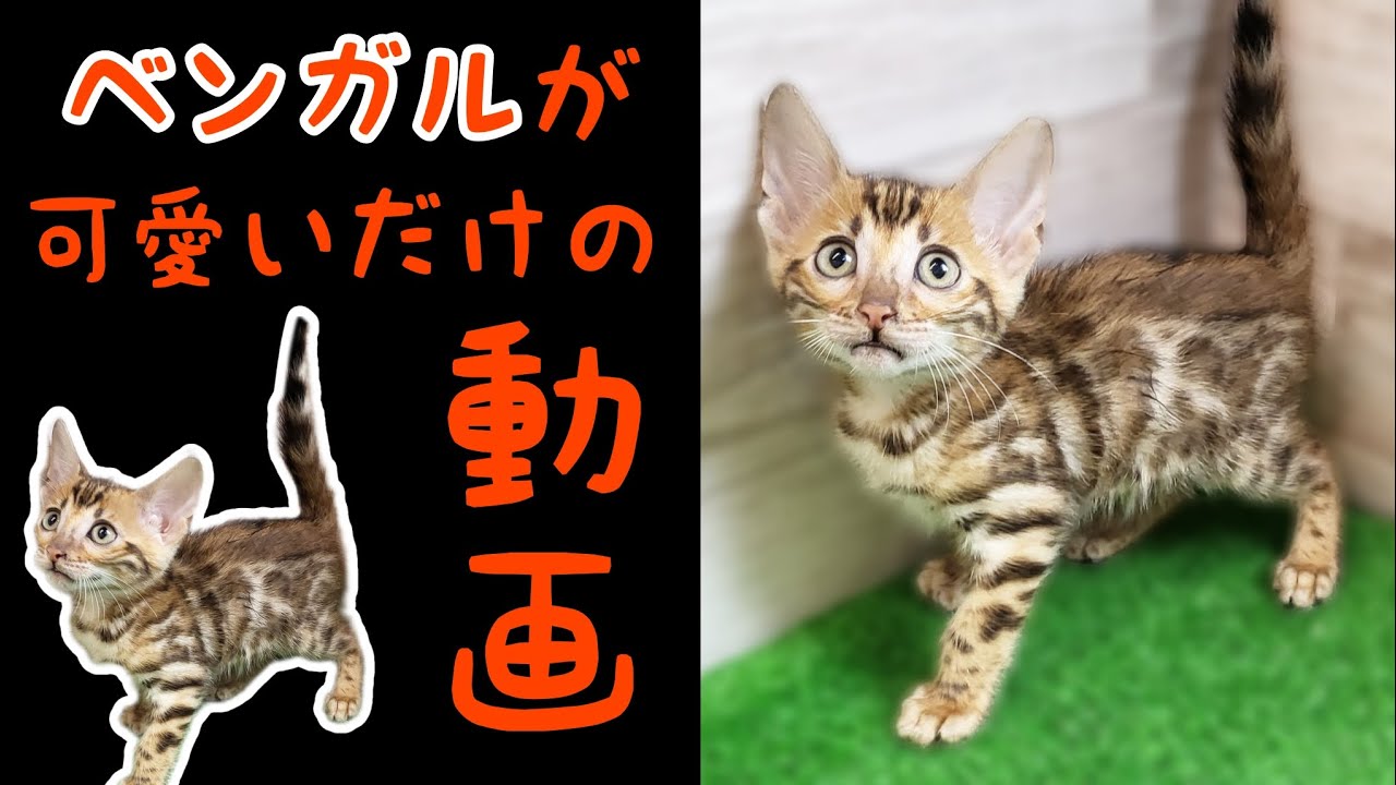 ベンガル・子猫【Mitten府中店】