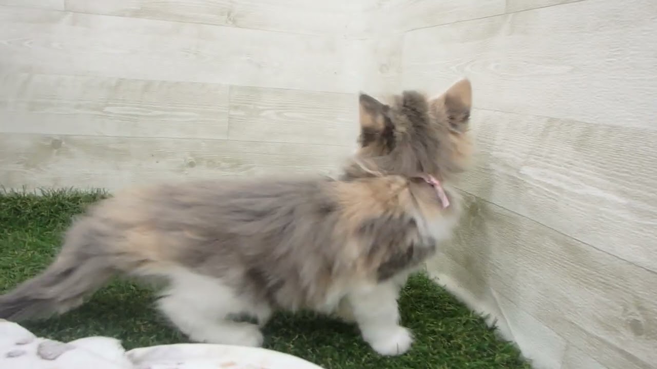 ペットショップcoo&riku No.00632449 ノルウェージャン・フォレストキャット