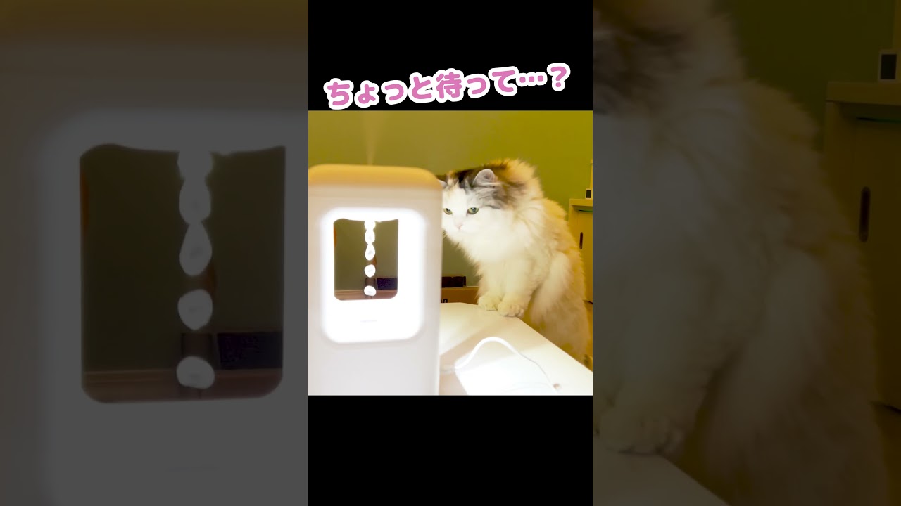 水滴を浮かせたときの猫の反応がコチラ #Shorts
