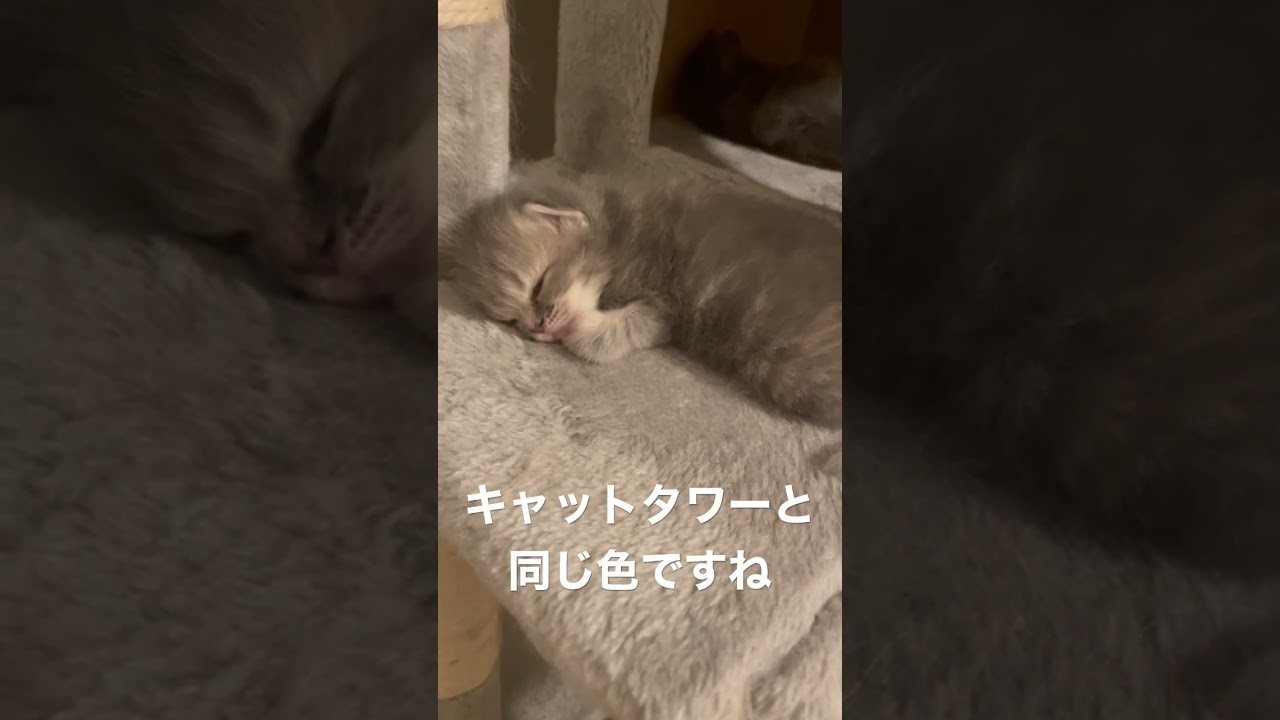 いい夢を見てそうなラガマフィン赤ちゃん #ラガマフィン #子猫動画 #猫のいる暮らし