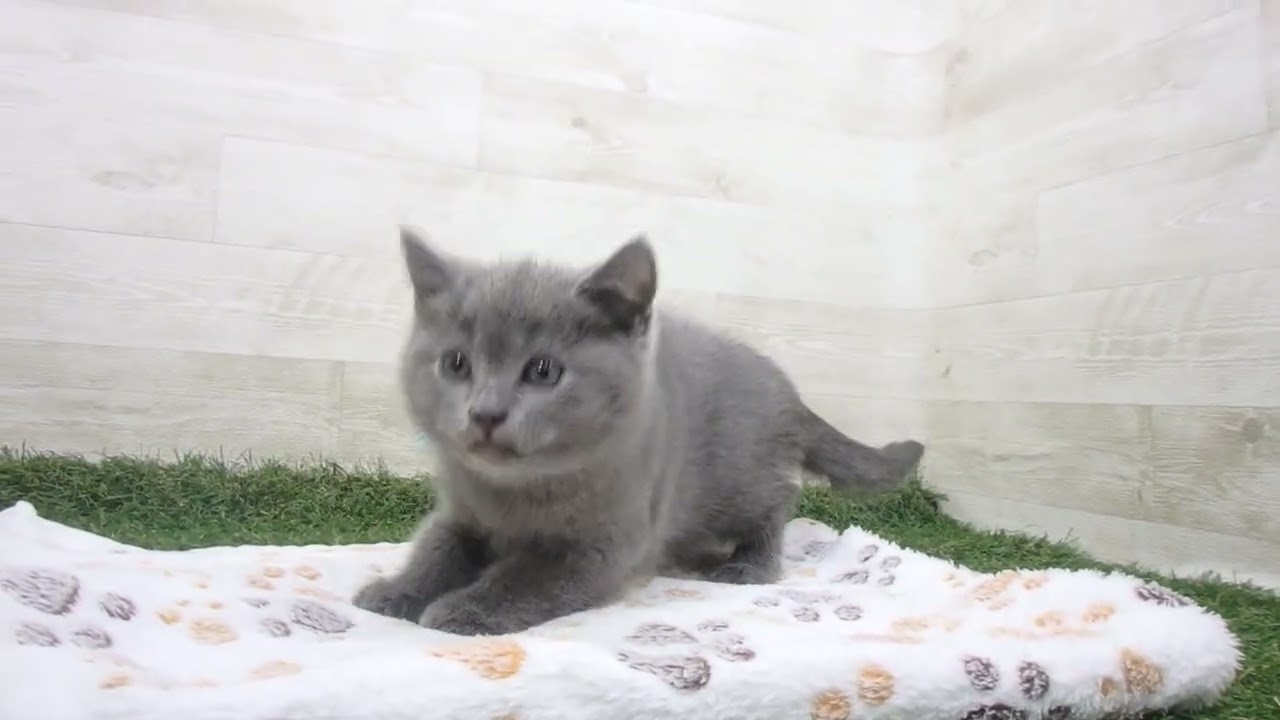 ペットショップcoo&riku No.00627966 ブリティッシュショートヘアー