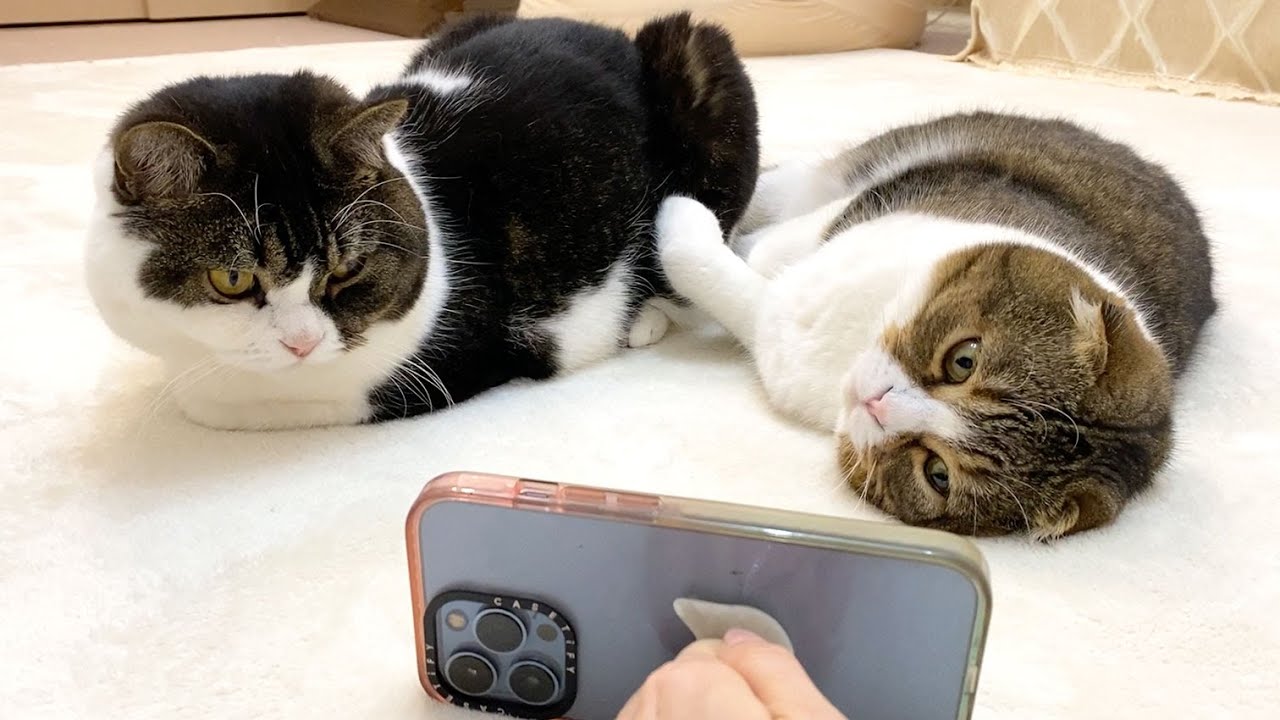 【おっさんが家を出て3日目】さびしがっている猫とおっさんがビデオ通話してみたらこうなった…