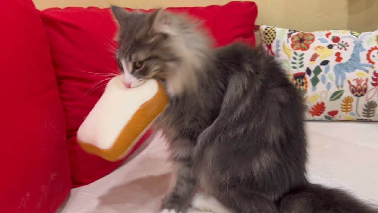 【食いしん坊⁉︎】食パンを食べるノルウェージャンフォレストキャットwww
