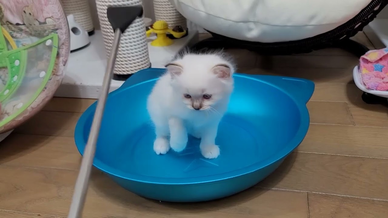 バーマンの子猫可愛すぎ親バカな私