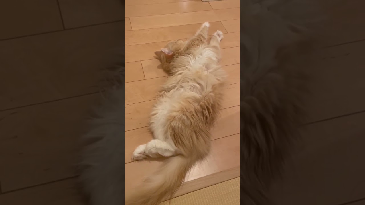 わけのわからん体勢でくつろぐラガマフィン♀ #猫のいる暮らし #ラガマフィン #猫動画