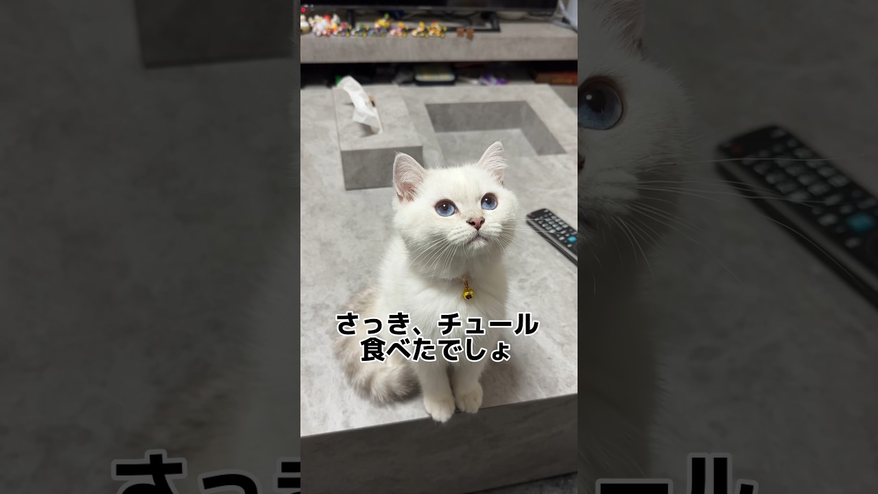 毎日チュールの取り立てに耐えています # #猫 ブリティッシュショートヘアー