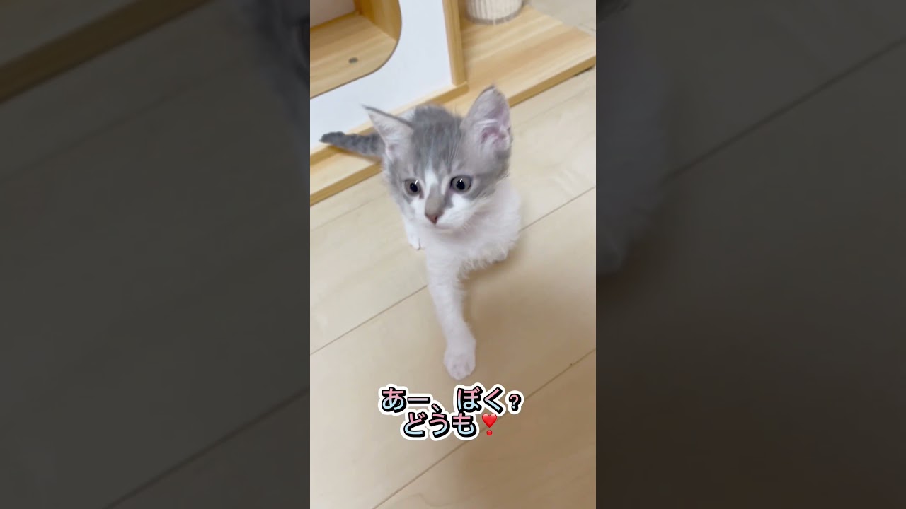 【珍種にゃんこ巻き毛猫】スクーカムちゃん♥️ 【お問合せ詳細は説明欄に記載あります】 #ラパーマ #ブリーダー直販 #マンチカン #子猫 #猫 #ミヌエット #猫のいる暮らし #子猫販売 #猫動画