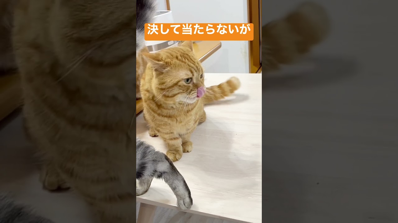 マンチカンのパンチは決して当たらないが息子のお尻の穴は顔に当たった #shorts