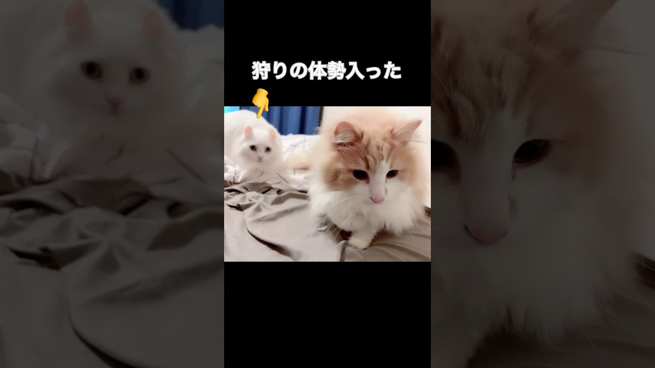 猫に狙われたヘアゴム#shorts#short#ノルウェージャン #アメリカンカール#猫
