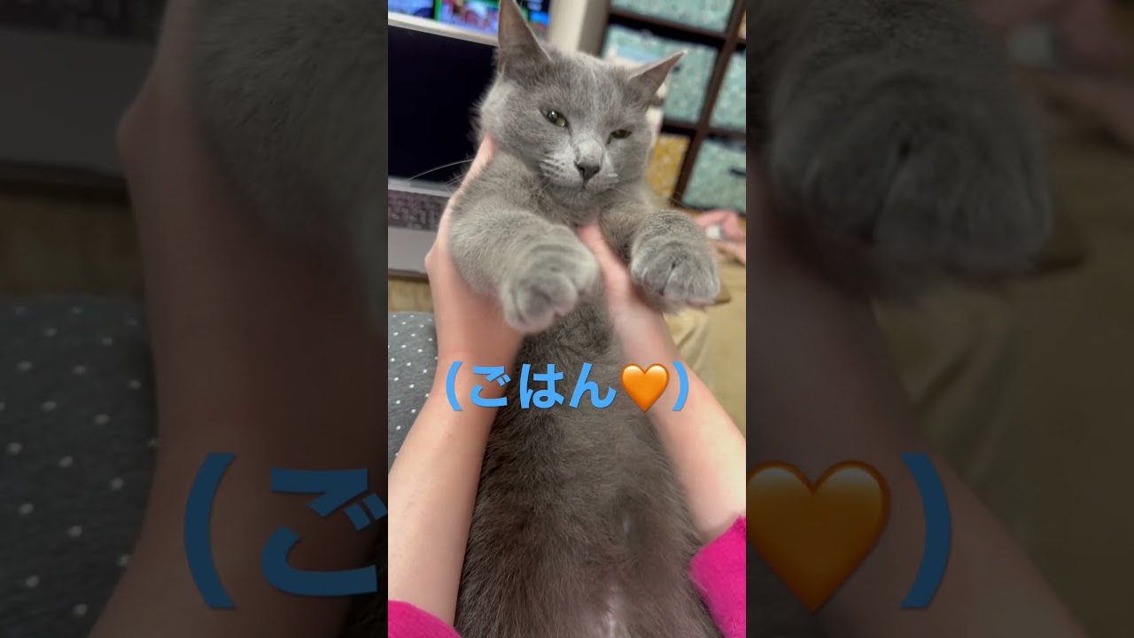 ご飯が楽しみな猫（ロシアンブルー）#shorts