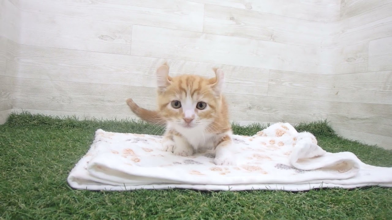 Coo&RIKU　No00631449 アメリカンカール