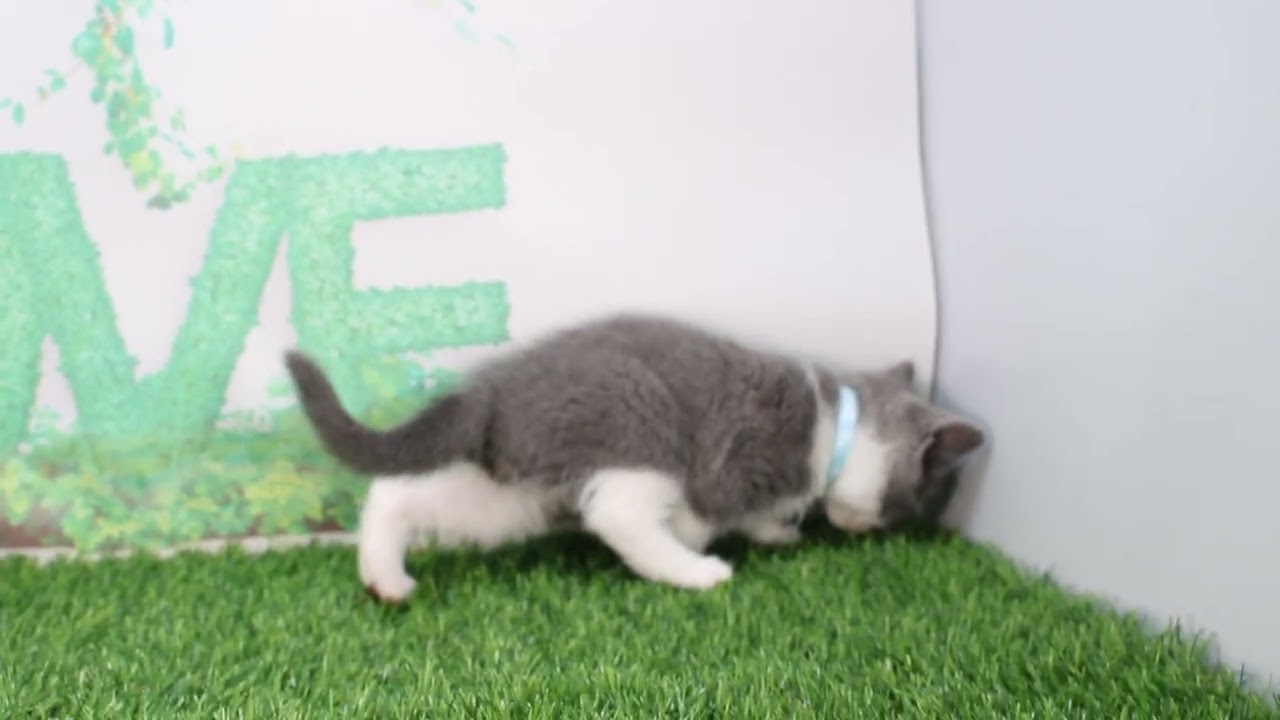 Coo&RIKU　No625195　ブリティッシュショートヘアー