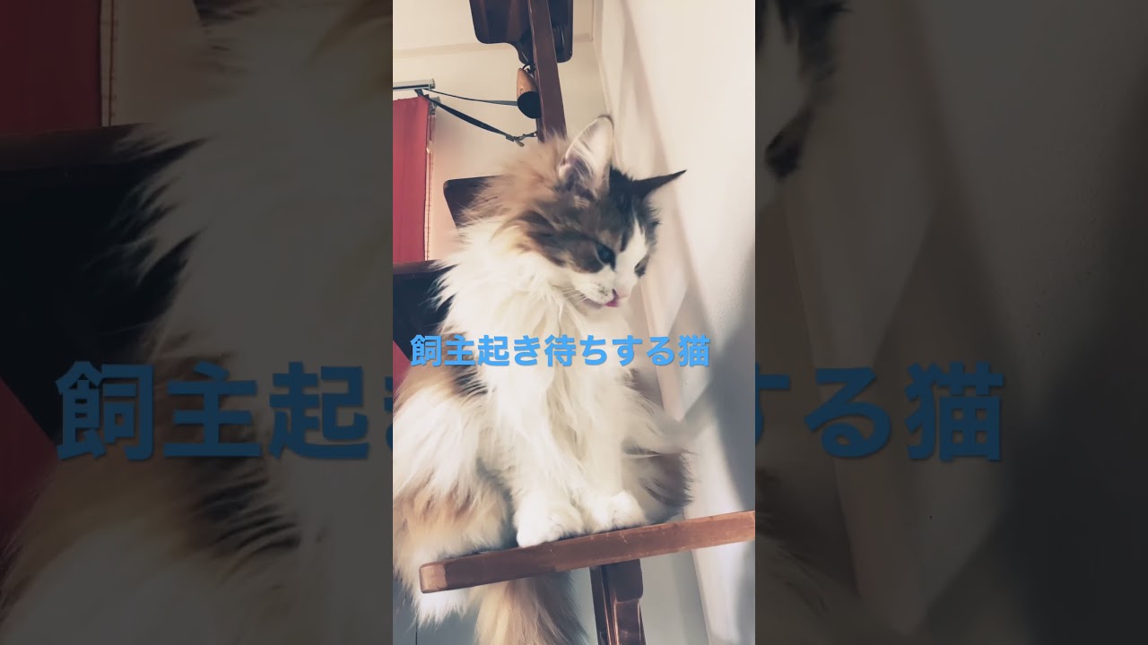 飼主の起きるのを待ち続ける猫 #cat #ノルウェージャンフォレストキャット #cats #猫 #かわいい #shortsvideo #猫動画 #大型猫 #猫との暮らし #かわいい猫