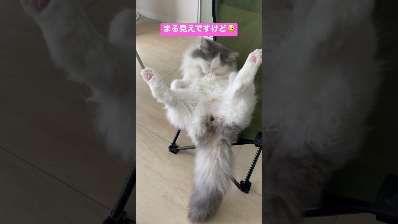まる見えV字開脚する猫 #猫  #ラガマフィン #ヨガ #開脚 #cat #ragamuffin