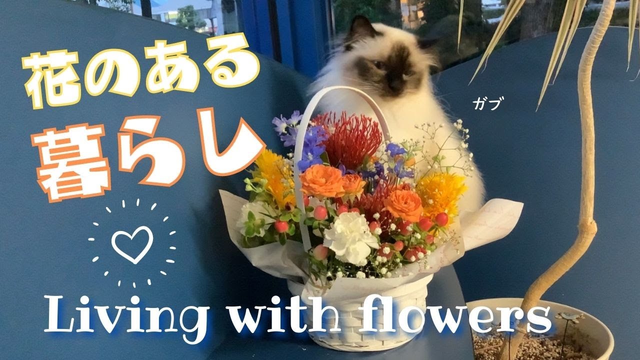 いい事いっぱい！【花のある暮らし】Living with flowers（バーマン猫）Birman/Cat
