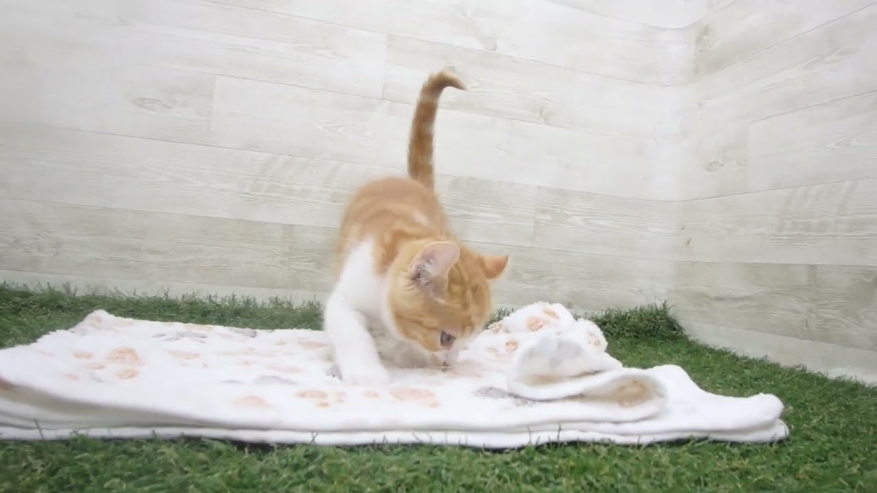 Coo&RIKU　No00631450 アメリカンカール