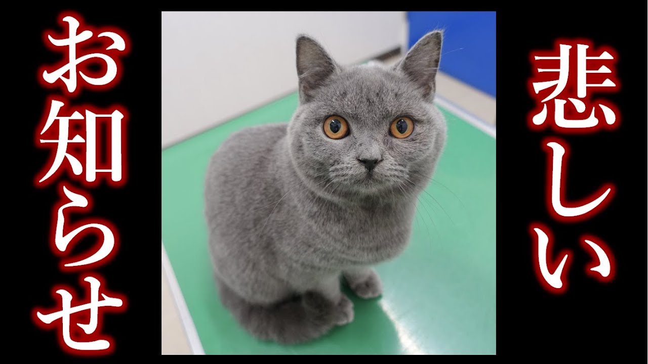FIP(猫伝染性腹膜炎)を発症してしまいました【"解放"された子猫の「むくた」】