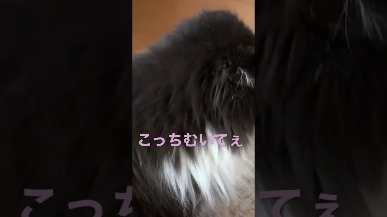 なかなかカメラ見てくれない‥ スコティッシュフォールド もふもふ モフモフ 黒猫系 ワニ目猫 折耳猫 猫癒し動画 猫かわいい動画 猫動画 多頭飼い猫 カメラ嫌い ぶさかわ猫 ホントは女の子