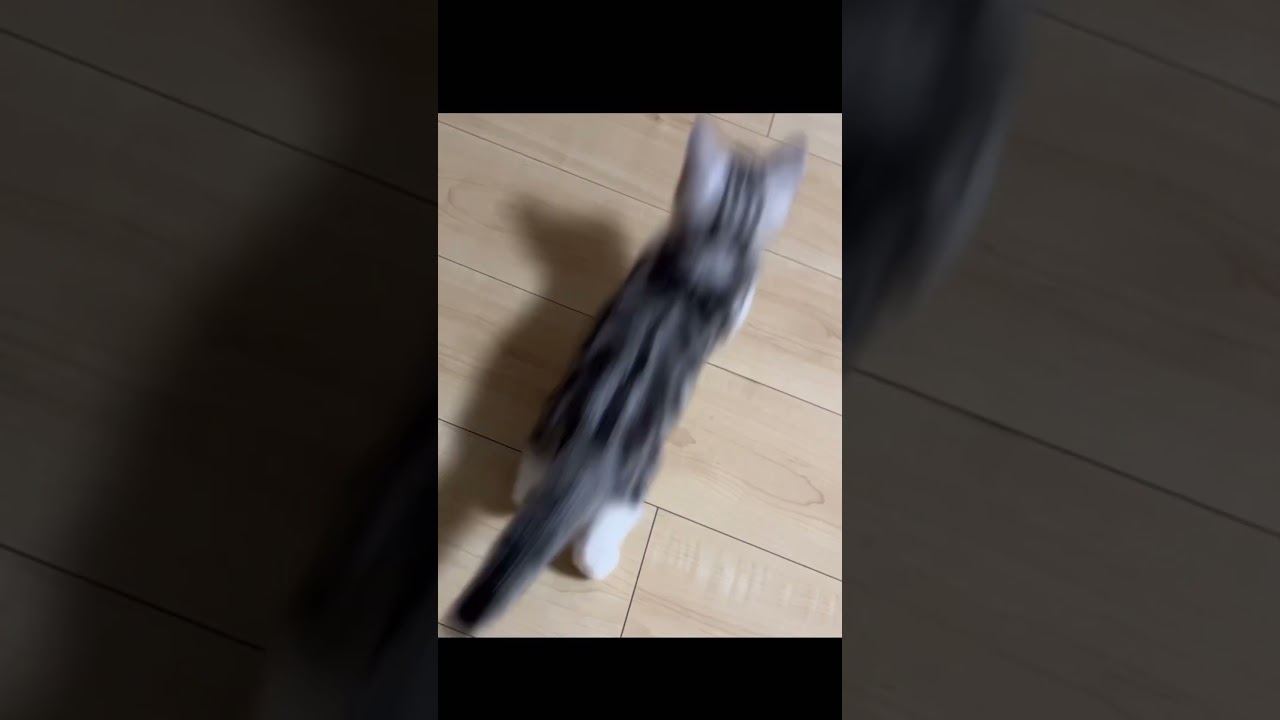子猫がロボット掃除機を追いかけてる動画の供養 #short #shorts #cat #cute #kitten # #cutecat #猫 #ねこ #子猫 #kitten #猫動画