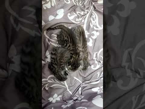 【生後12日目】ベンガル猫の赤ちゃん 成長記録