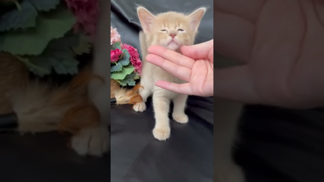 ソマリフォーン トキ 生後45日Somali kitten, 45 days old