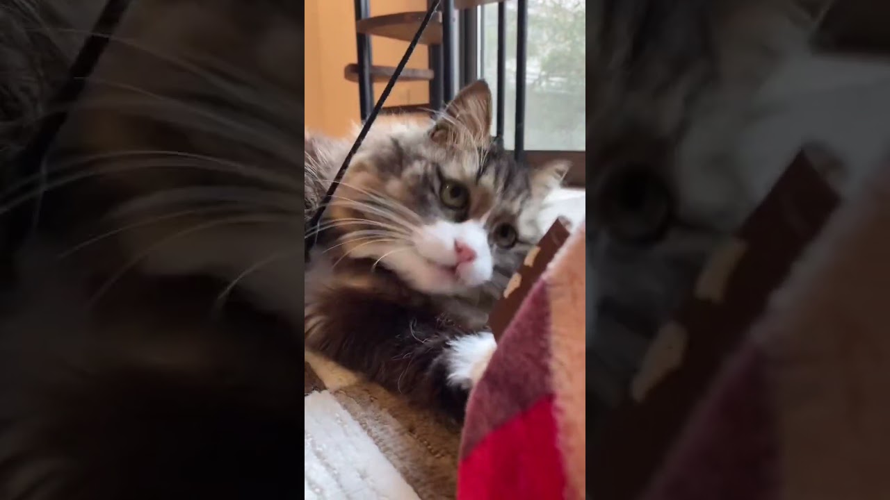 猫たちの大運動会！（自称）日本一のキャットウォークを駆け抜けます！