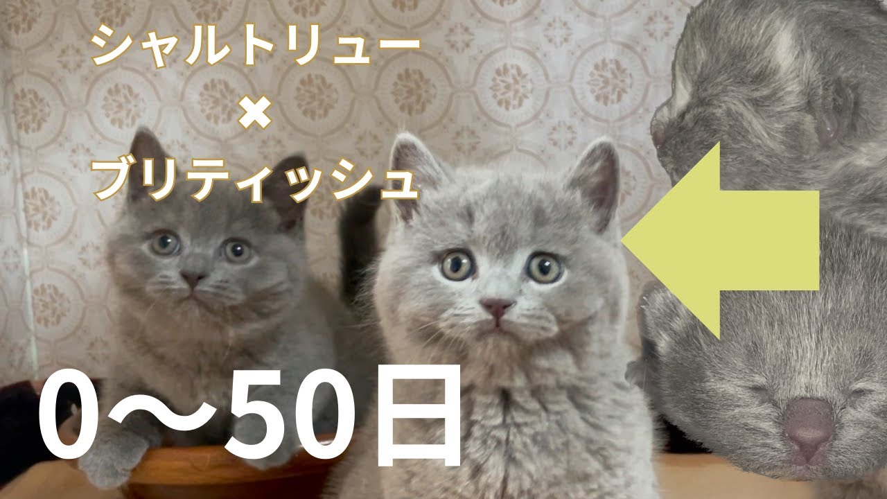 【恐ろしく速い子猫の成長】シャルトリュー✖️ブリティッシュショートヘア子猫