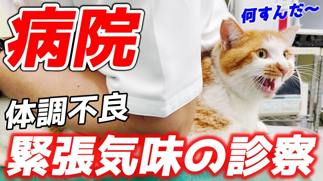 体調不良の庭子猫を病院へ！緊張気味だったけど頑張ってくれました[三毛母猫の子猫]