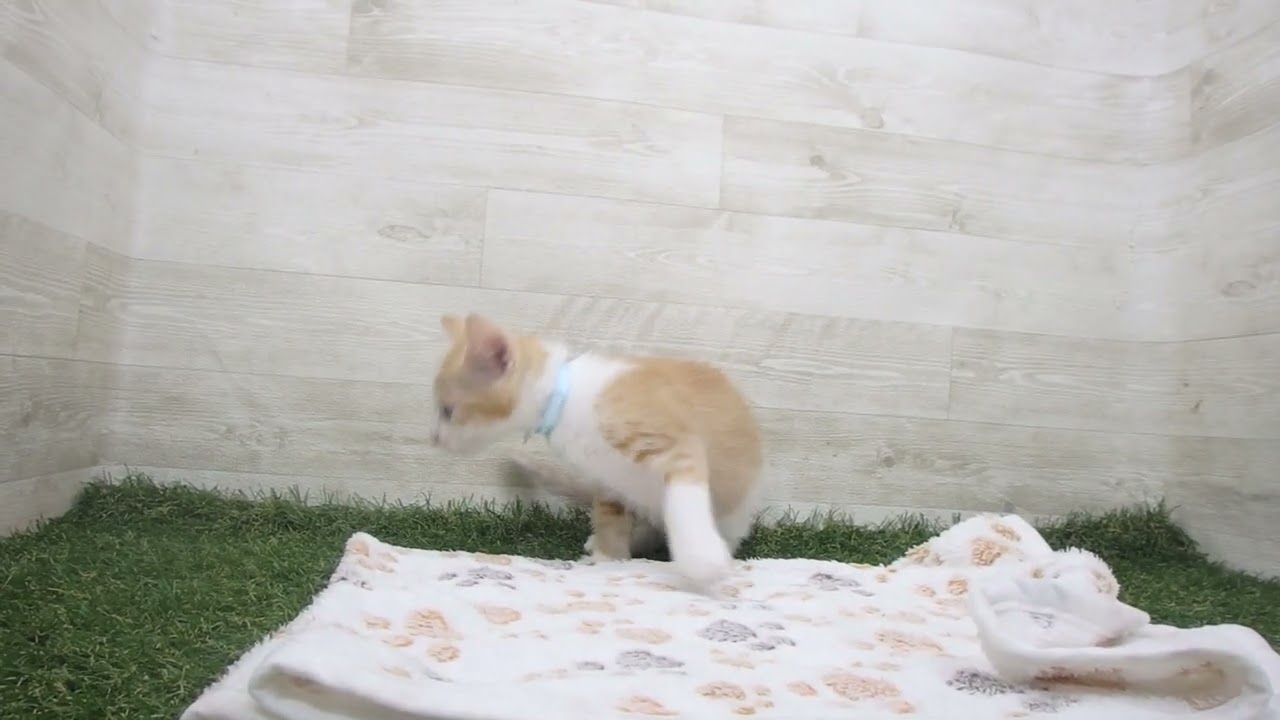 Coo&RIKU　No00631448 アメリカンカール