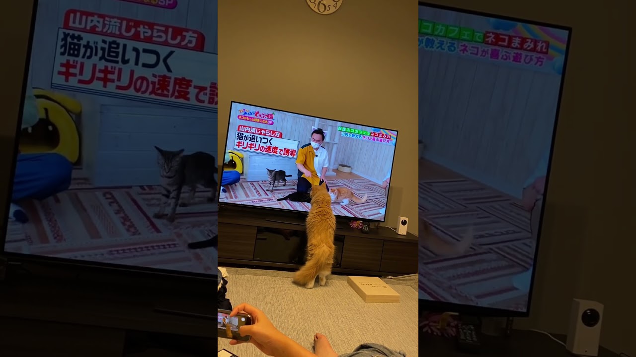テレビの中の猫じゃらしに反応するラガマフィン　#ラガマフィン  #猫動画  #猫のいる暮らし
