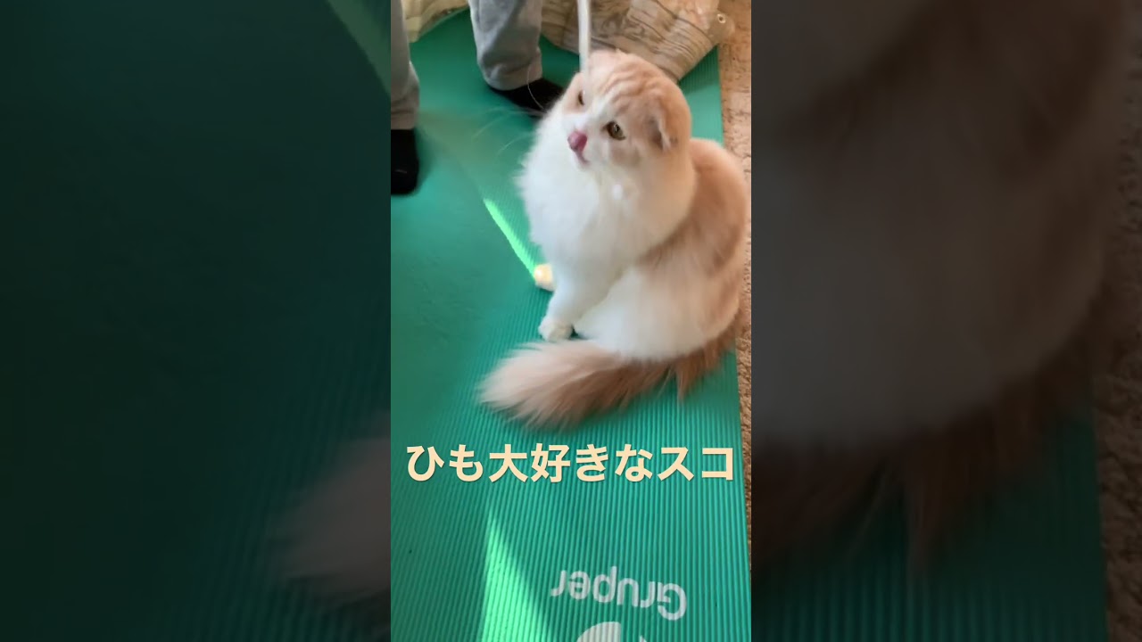 猫カフェ気分 もふもふ スコティッシュフォールド 猫かわいい動画 猫癒し動画 ひも大好き 猫と遊ぶ 長毛猫 多頭飼い 折耳猫 ハチワレ猫 @minamin.ch.2022