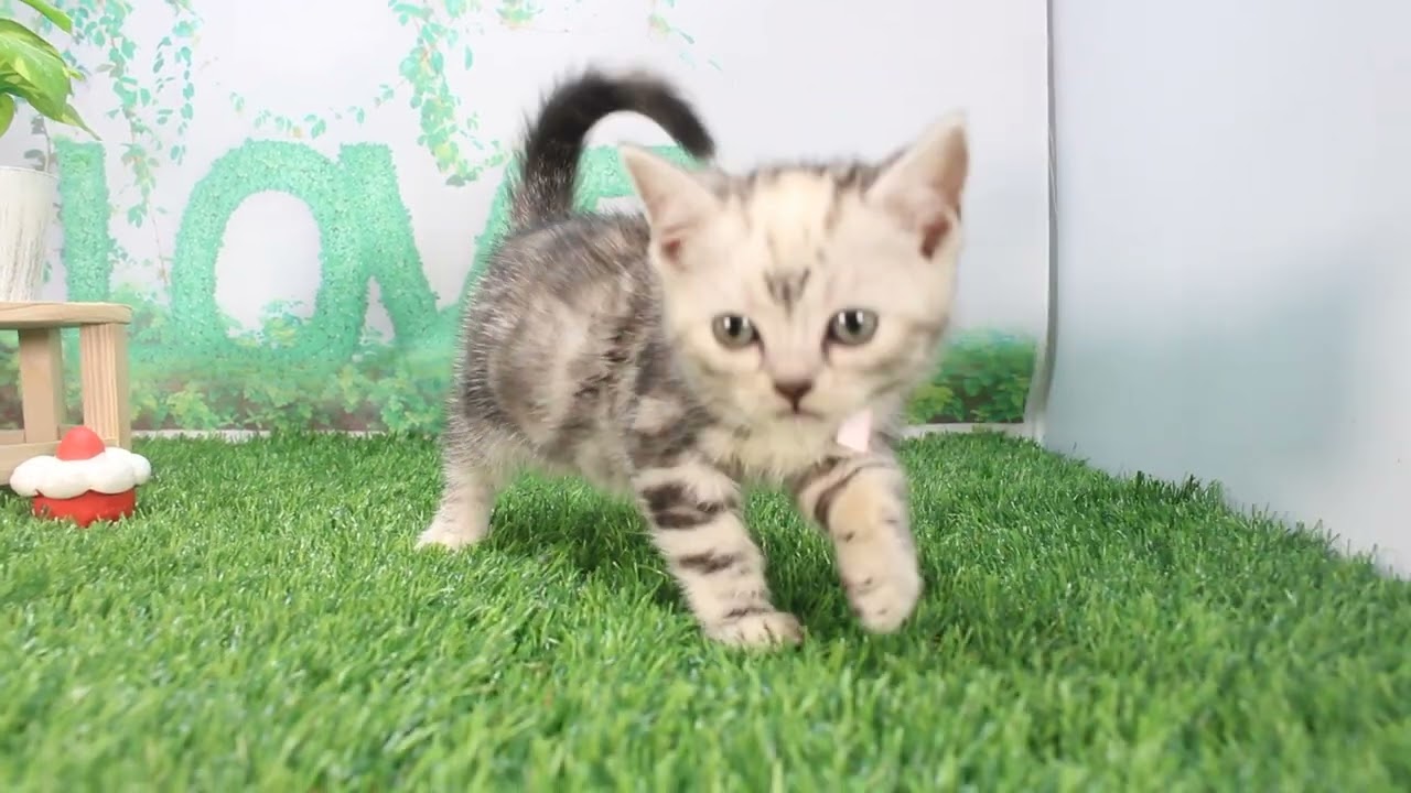 Coo&RIKU　No624463 アメリカンショートヘアー