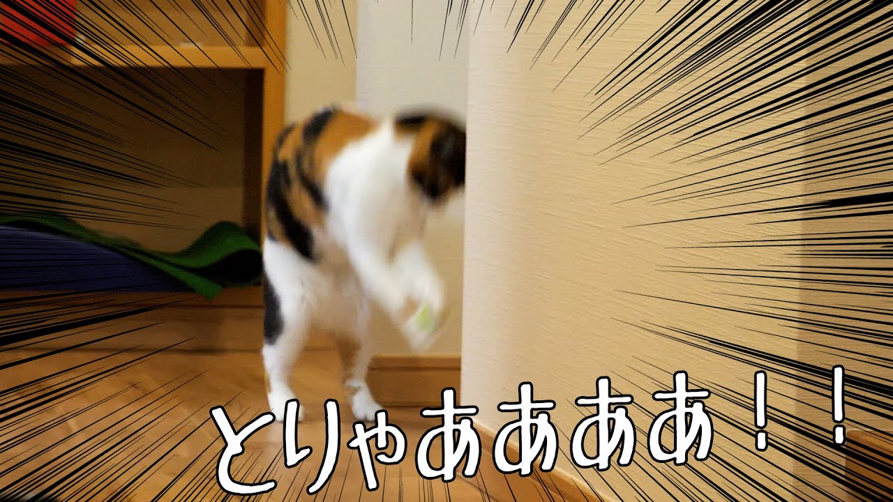 持っていくはずの獲物を自ら放り投げるねこ。
