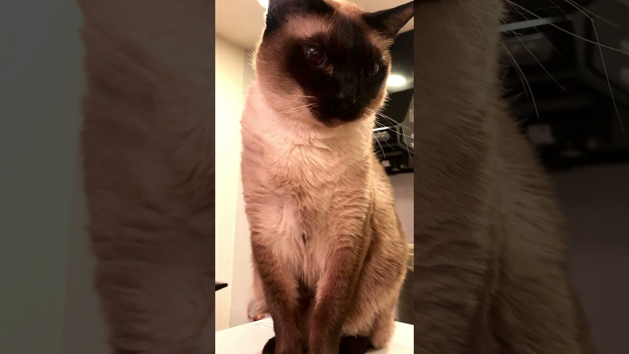 おひげが折れてるけど気にしないたぬき猫なのにゃ♪