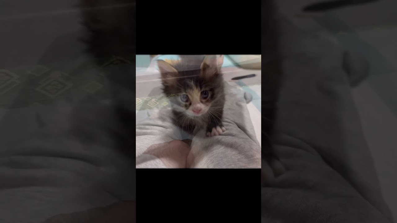 子猫を保護したら、長毛だった。