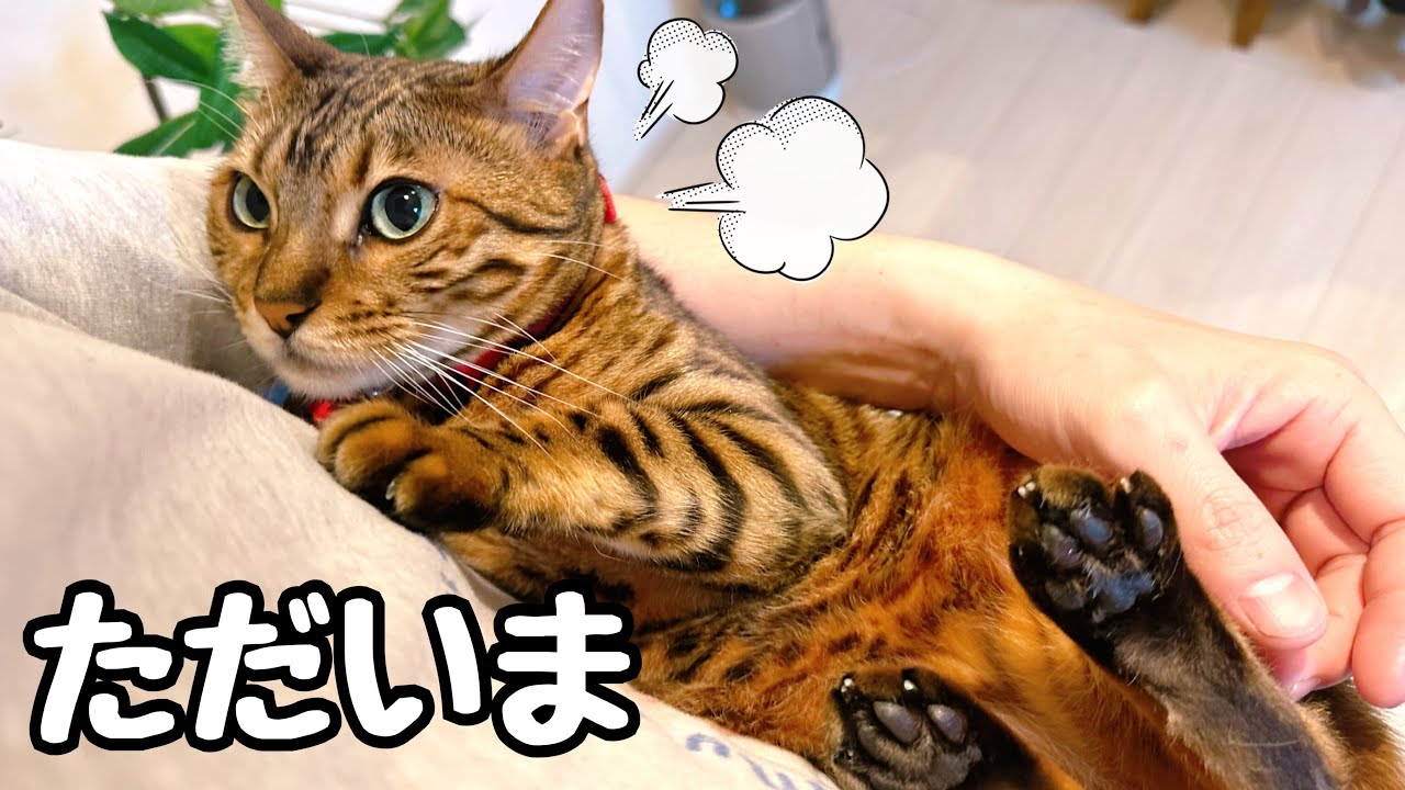 旅行から帰るとまず猫から可愛いお説教を頂きます