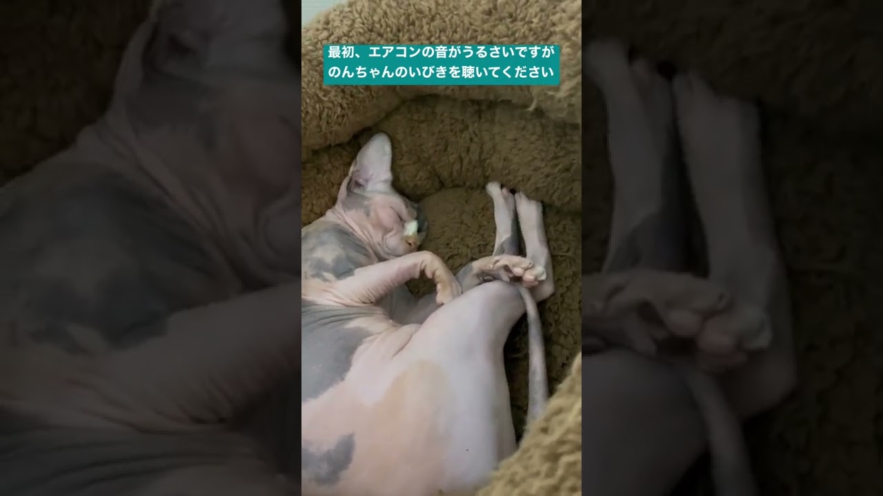 スフィンクスねこ・のぞみちゃんのいびき。お部屋にいると聴こえてくる、かわいい いびきです（笑）