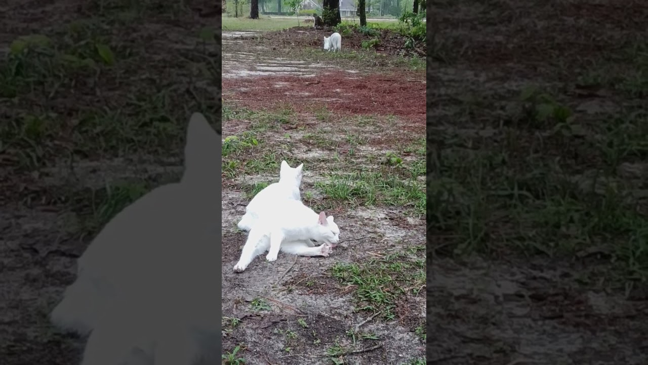 Relax with Manx Rabbit cats on farm.        #ytshorts #manxcat #kitten #kidsviralvideo #relaxing