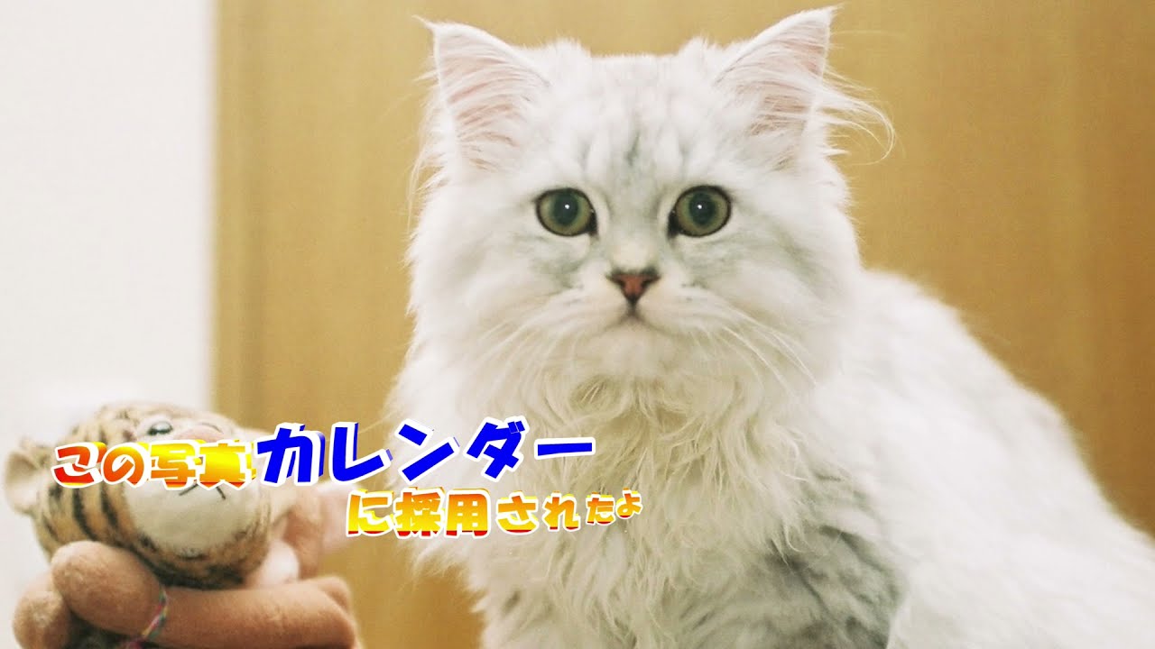 Liebeうちの子記念日