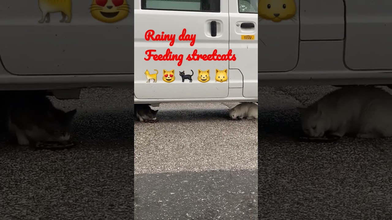 feeding cute straycats in kochi Shi,japan part-17 #日本 #猫 #地域猫 #ねこ動画 #かわいい猫  #shorts #viral #straycat
