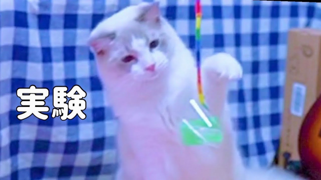 猫vsガムテープ💛ラグドール猫！｜抱っこが好きな猫 ｜ヒマラヤン猫｜甘える猫