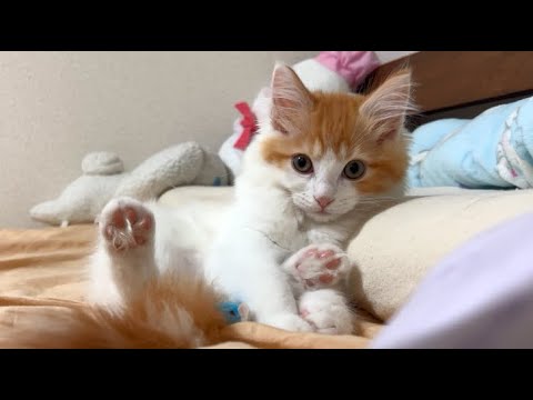 子猫の就寝前ルーティン【スコティッシュフォールド】