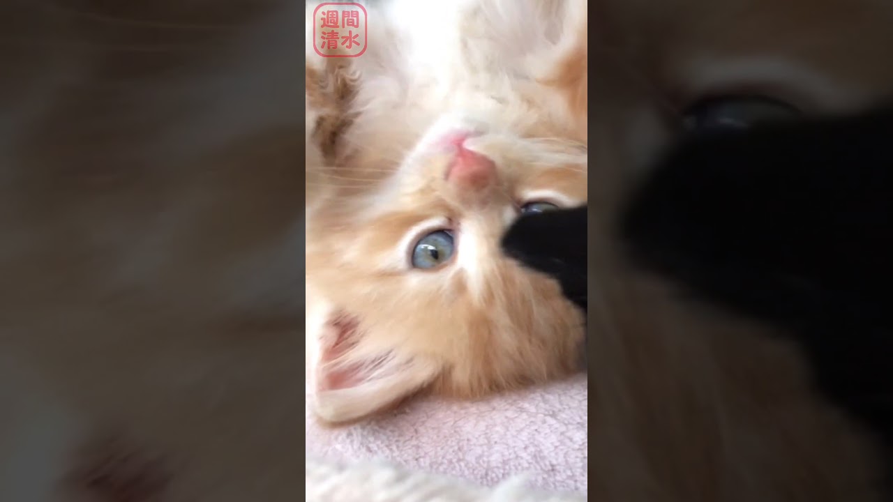 可愛い茶トラの子猫 #shorts Cute kitty cat. 保護猫 毛繕い 長毛