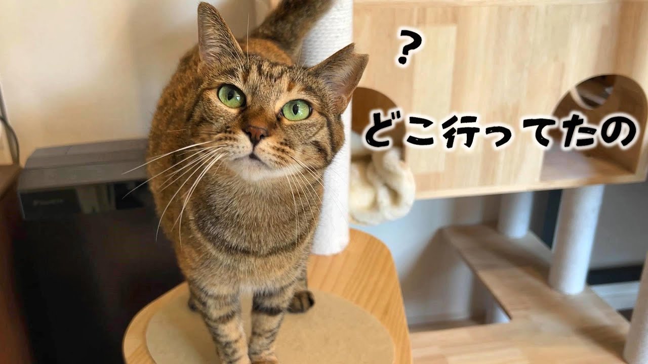お出かけから帰ってくるといつも以上に甘えてくる猫に癒されます　720話
