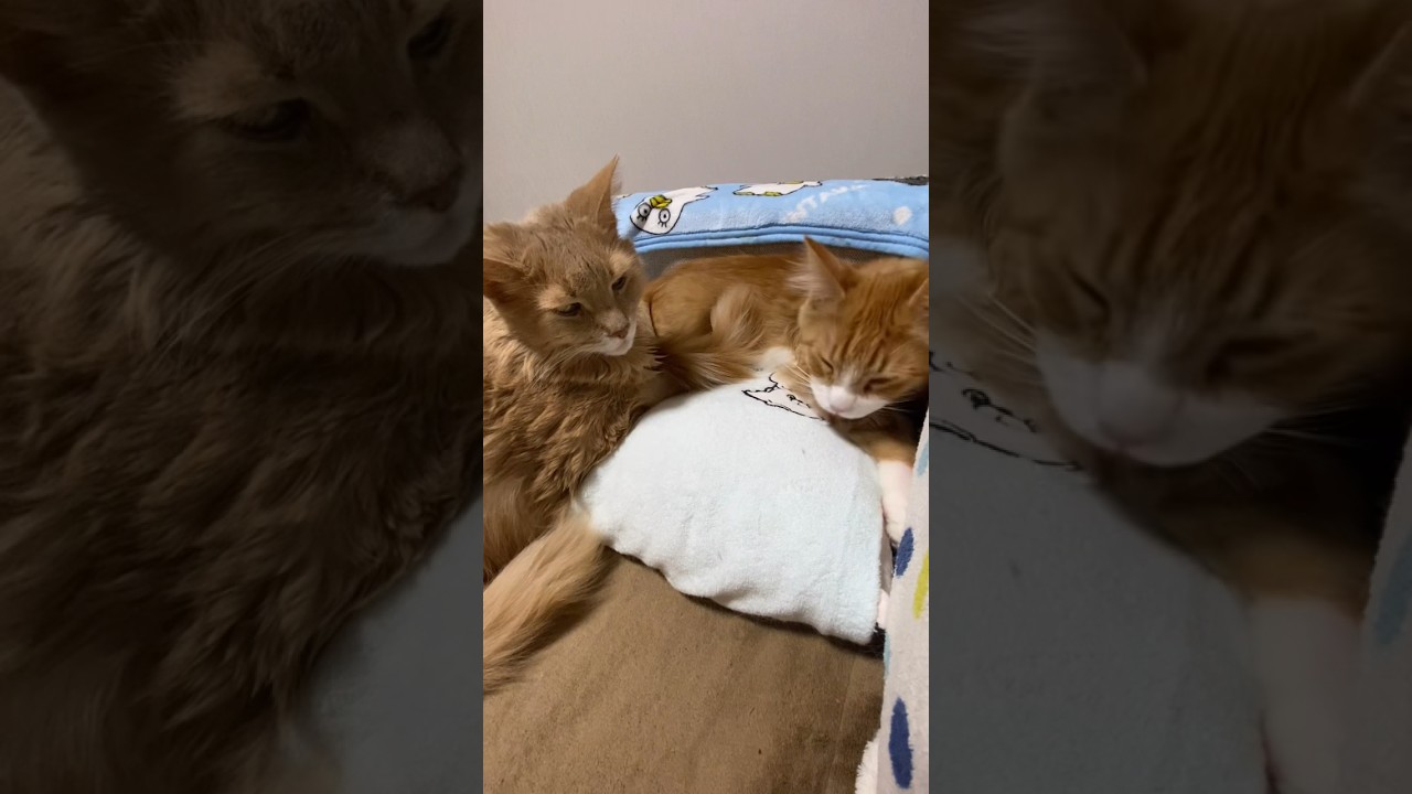 14歳差😹孫に戸惑うじいじ　#shorts  #ソマリ  #メインクーン  #子猫