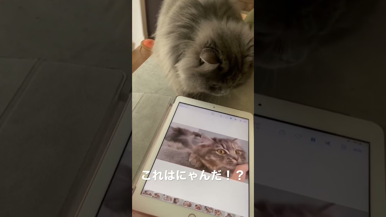 自分の動画を観て激怒するラガマフィン #ラガマフィン #猫のいる暮らし #猫動画
