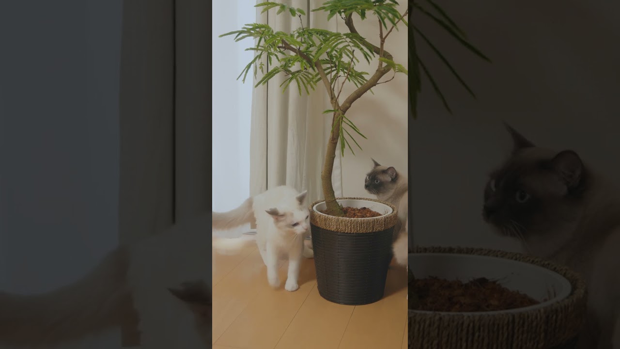 猫が食べても無害な観葉植物エバーフレッシュ #猫 #ラグドール #ragdollcat