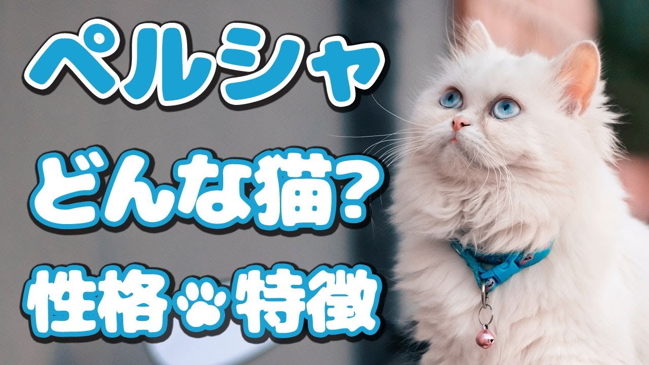 ペルシャってどんな猫？😻大きな瞳と美しく高貴な毛並み🐱猫の飼い方・特長まとめ