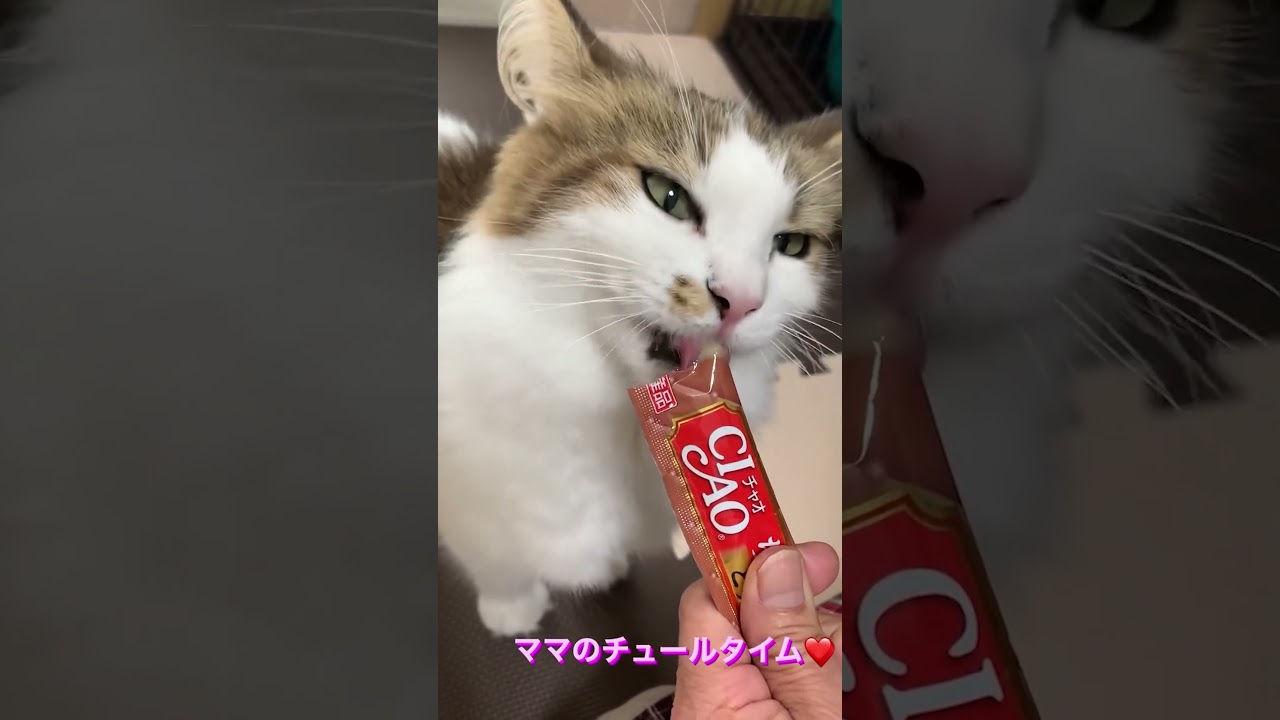 大好きなチュールタイム🐈横浜 子猫専門ブリーダー「律子の部屋」 #shorts #ラグドール#猫のいる暮らし