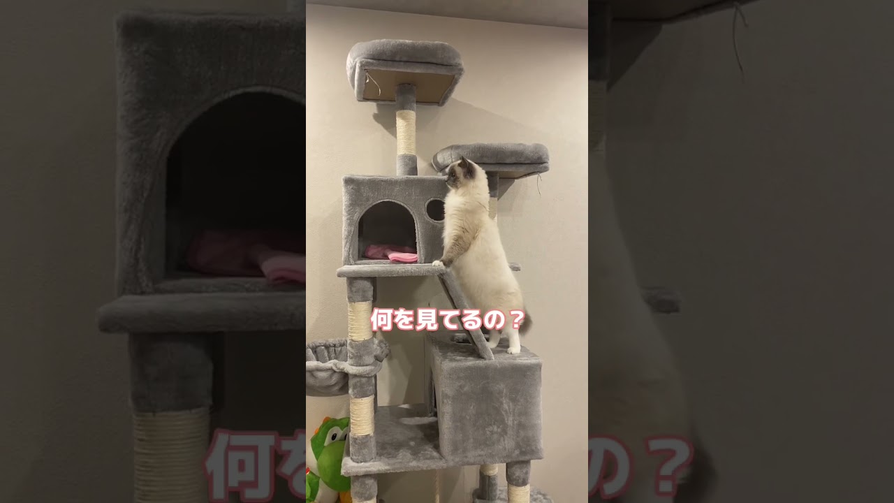 何かの気配を感じる猫 #ねこ #猫 #ラグドール #ねこのいる生活 #ラグドール子猫 #ragdollcat #cat #子猫 #こねこ #猫動画 #おもしろ動画 #ねこ動画 #ラグドール男の子